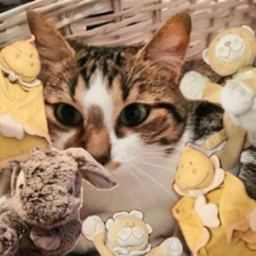 Biggess Pack Cat Edition V1